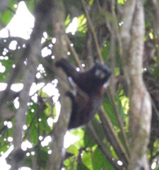 Saguinus fuscicollis