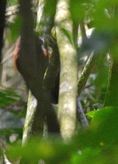 Saguinus fuscicollis