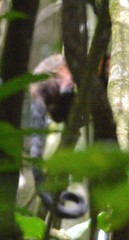 Saguinus fuscicollis