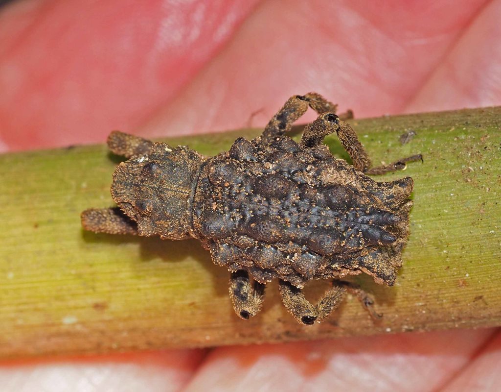 Poropterus idolus