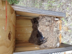 Myiarchus cinerascens