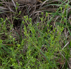 Galium tinctorium