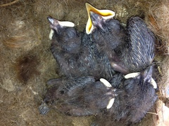 Myiarchus cinerascens