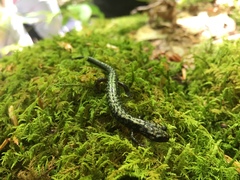 Plethodon welleri