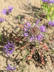 Monardella sinuata