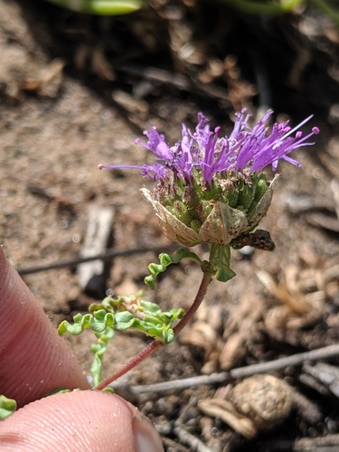 Image of Monardella sinuata by no rights reserved