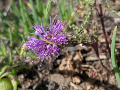 Monardella sinuata