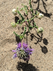 Monardella sinuata