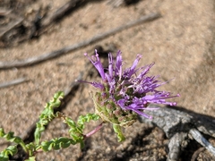 Monardella sinuata