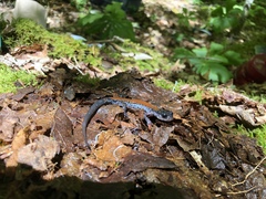 Plethodon yonahlossee