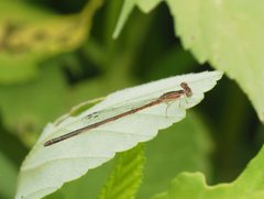 Agriocnemis argentea