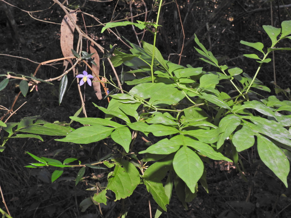 Brazilian Nightshade from St Mary QLD 4650, Australia on June 17, 2024 ...