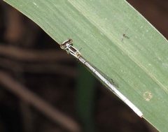 Agriocnemis argentea