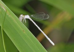 Agriocnemis argentea