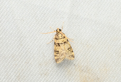 Micraglossa oenealis