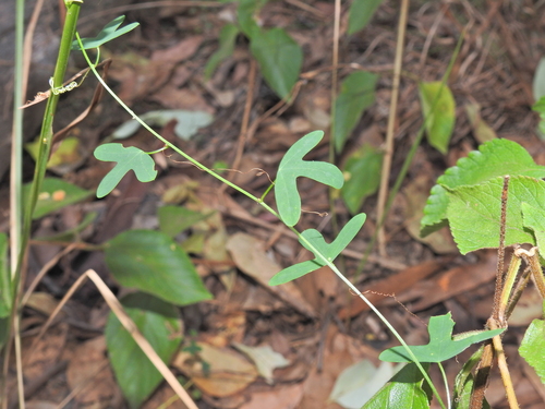 Image of Passiflora aurantia by (c) Scott W. Gavins, some rights reserved (CC BY)