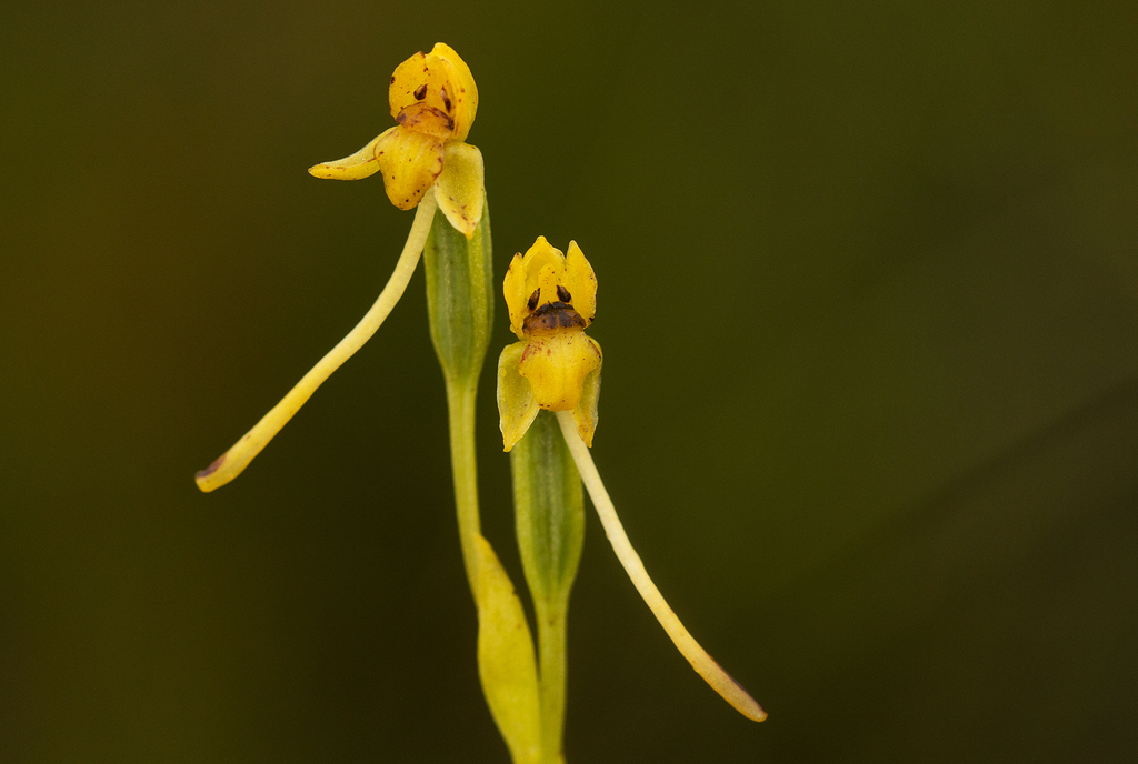 Platycoryne affinis