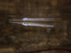 Forest Halfbeak photo 2