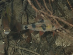Bigspot Barb photo 3