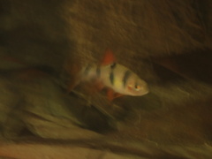 Bigspot Barb photo 5
