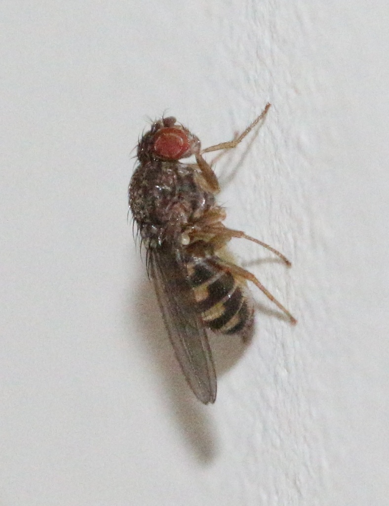Israeli Fly Insect Hydei Fruit Fly from Jerusalem, Israel on June 8, 2024 at 12:19 PM by ...