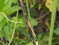 Suhpalacsa dietrichiae