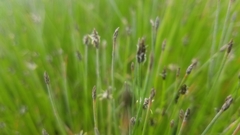 Eleocharis compressa