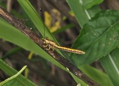 Suhpalacsa dietrichiae