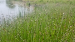 Eleocharis compressa