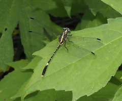 Austrogomphus prasinus