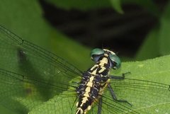 Austrogomphus prasinus