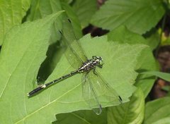Austrogomphus prasinus