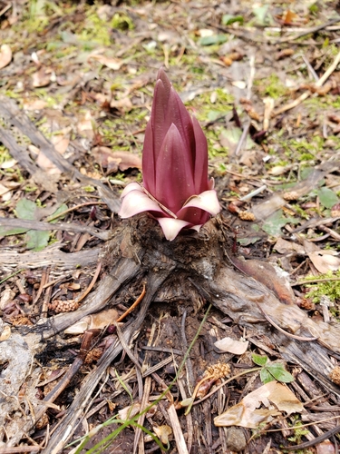 Image of Frasera fastigiata by no rights reserved