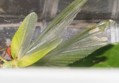 Walaphyllium monteithi