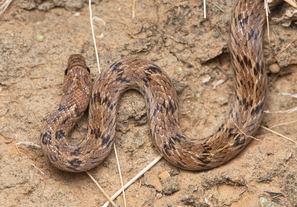 streaked-kukri-snake-from-nashik-division-maharashtra-india-on-june-5