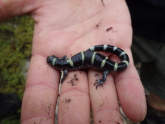 Ambystoma annulatum