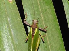 Ephippitytha kuranda