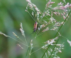 Leptopterna dolabrata