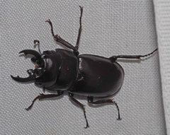 Prosopocoilus torresensis