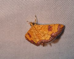 Isocentris filalis