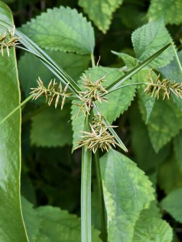 Cyperus cyperoides iNat (3)