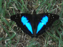 Doxocopa laurentia laurentia