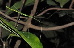 Sipyloidea rentzi