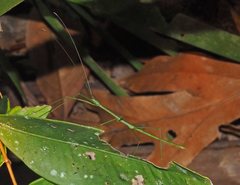 Sipyloidea rentzi