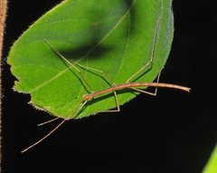 Sipyloidea larryi