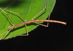 Sipyloidea larryi