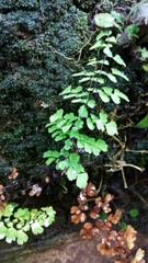 Adiantum concinnum