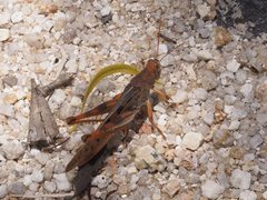 Austracris basalis
