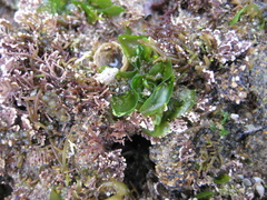 Ulva californica
