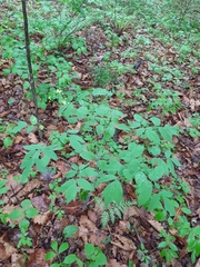 Caulophyllum robustum